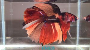 Koi Halfmoon Betta Fish Male HM135
