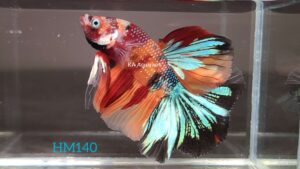Koi Halfmoon Betta Fish Male HM140