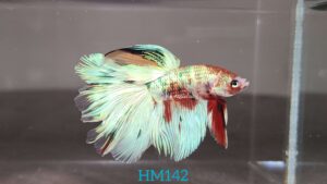 Koi Halfmoon Betta Fish Male HM142