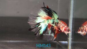 Koi Halfmoon Betta Fish Male HM143