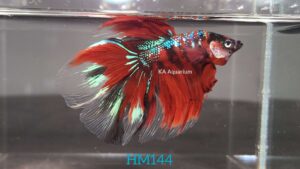 Koi Halfmoon Betta Fish Male HM144