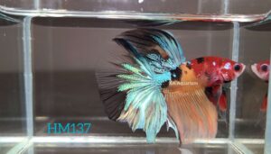 Koi Halfmoon Betta Fish Male HM137