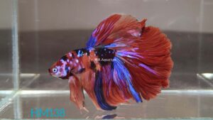 Koi Halfmoon Betta Fish Male HM138