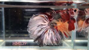 Koi Halfmoon Betta Fish Male HM139