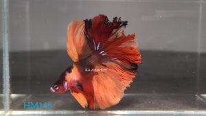 Koi Halfmoon Betta Fish Male HM145