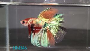Koi Halfmoon Betta Fish Male HM146
