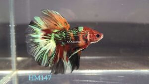 Koi Halfmoon Betta Fish Male HM147