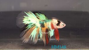 Koi Halfmoon Betta Fish Male HM148