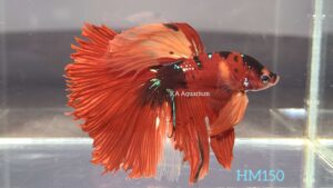 Koi Halfmoon Betta Fish Male HM150