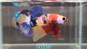Koi Nemo Galaxy Betta Fish Male N1158