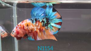 Koi Nemo Galaxy Betta Fish Male N1154