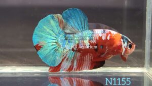 Koi Nemo Galaxy Betta Fish Male N1155