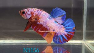 Koi Candy Betta Fish Male N1156
