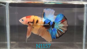 Koi Nemo Galaxy Betta Fish Male N1157