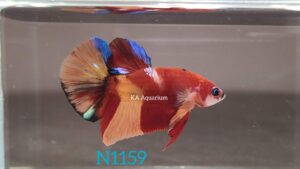 Koi Nemo Galaxy Betta Fish Male N1159