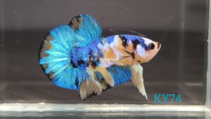 Koi Yellow Galaxy Betta Fish Male KY74