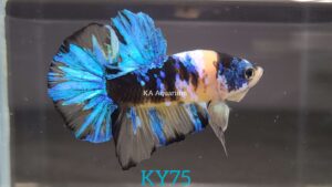 Koi Yellow Galaxy Betta Fish Male KY75