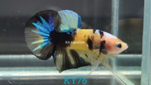 Koi Yellow Galaxy Betta Fish Male KY76