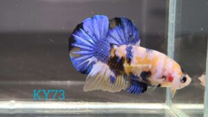 Koi Yellow Galaxy Betta Fish Male KY73