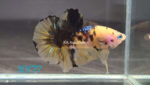 Koi Yellow Galaxy Betta Fish Male KY77