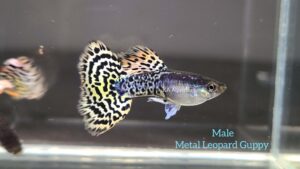 Metal Leopard Guppy Fish GP22