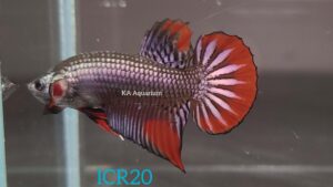 Wild Betta Imbellis Copper Red Male ICR20