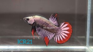 Wild Betta Imbellis Copper Red Male ICR21