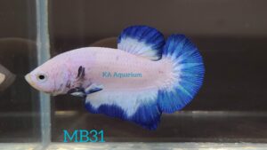 Blue Rim Marble Betta Male MB31