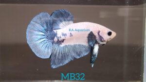 Blue Rim Marble Betta Male MB32
