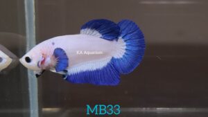Blue Rim Marble Betta Male MB33