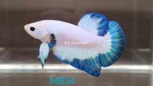 Blue Rim Marble Betta Male MB34