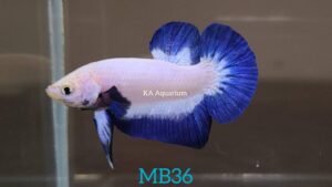 Blue Rim Marble Betta Male MB36