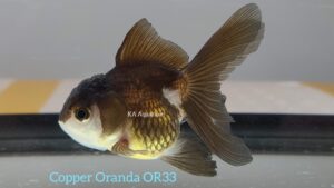 Copper Oranda Goldfish Female OR33