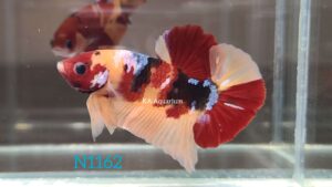 Koi Nemo Betta Fish Male N1162