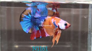 Koi Nemo Galaxy Betta Fish Male N1161