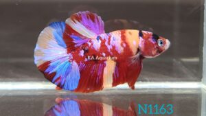 Koi Nemo Galaxy Betta Fish Male N1163