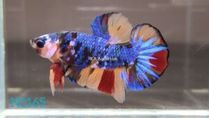 Koi Nemo Galaxy Betta Fish Male N1165