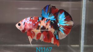 Koi Nemo Galaxy Betta Fish Male N1167