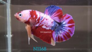 Koi Nemo Galaxy Betta Fish Male N1168