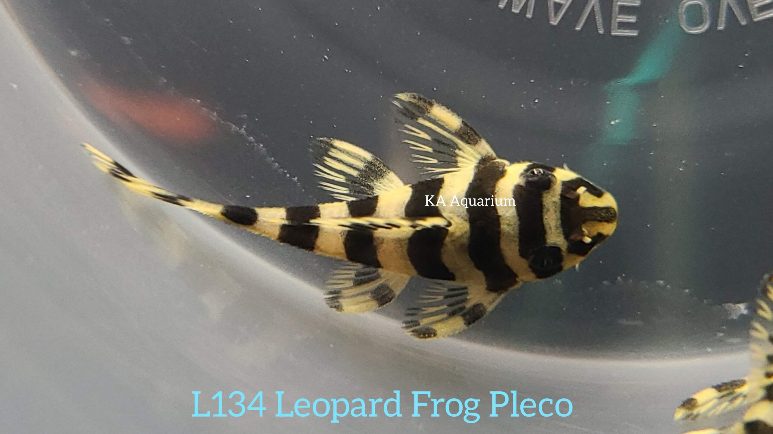 5 Pack L134 Leopard Frog Pleco – Size 3+ Cm, Peaceful Freshwater Tropical Fish