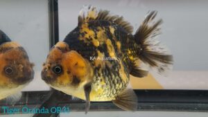 Tiger Oranda Goldfish Male OR31