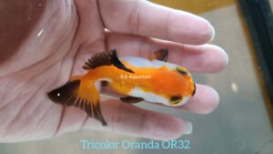 Tricolor Oranda Goldfish Male OR32