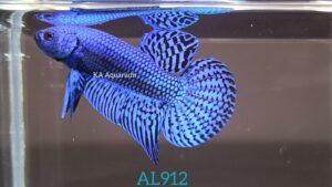 Wild Betta Alien Blue Male AL912