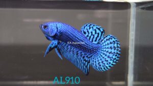 Wild Betta Alien Blue Male AL910