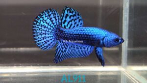 Wild Betta Alien Blue Male AL911