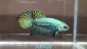 Wild Betta Alien Green Male AR428