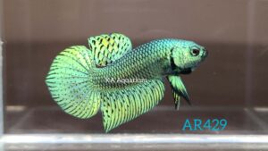 Wild Betta Alien Green Male AR429