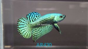 Wild Betta Alien Green Male AR430