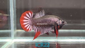Wild Betta Imbellis Copper Red Male ICR22
