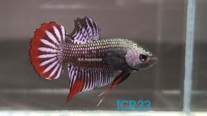 Wild Betta Imbellis Copper Red Male ICR23